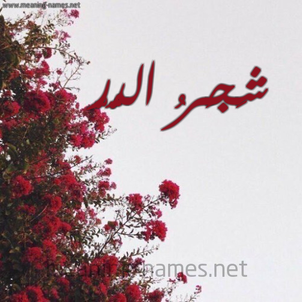 شكل 18 صوره الورد الأحمر للإسم بخط رقعة صورة اسم شَجَرُ الدُّرّ SHAGARO-ALDOR